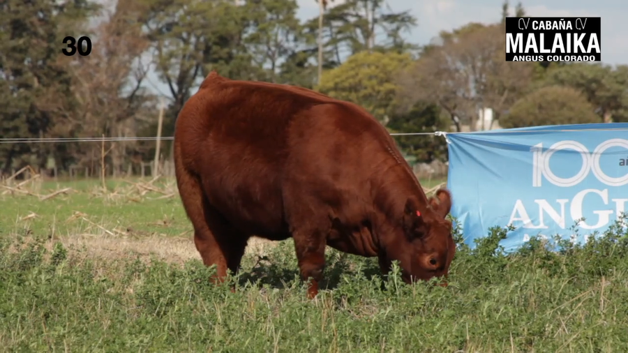Lote "TERNERA PURA DE PEDIGREE ""CABAÑA MALAIKA"""