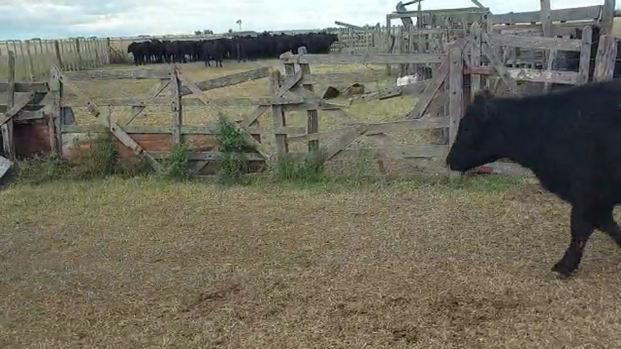 Lote 48 Novillitos en Tapalqué, Buenos Aires