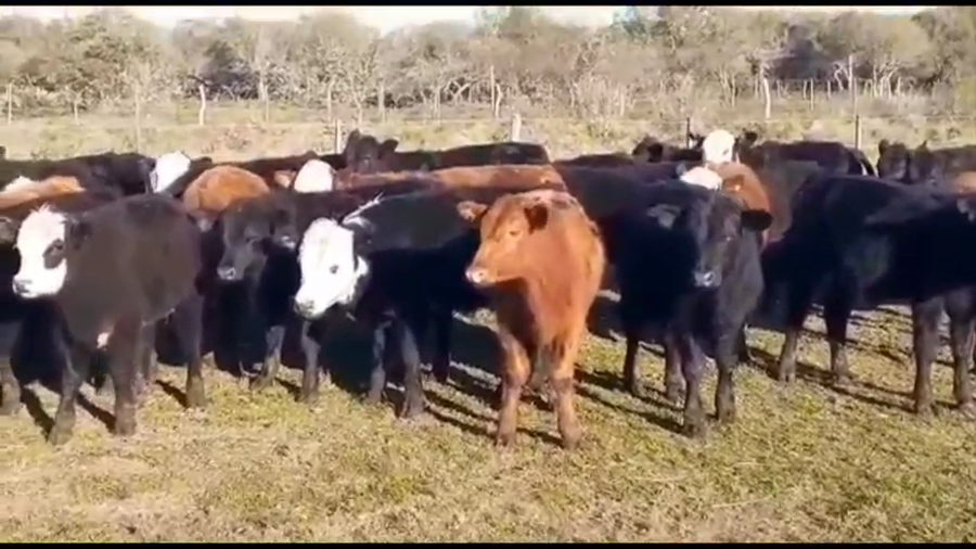 Lote 75 Terneros/as en Villaguay, Entre Ríos