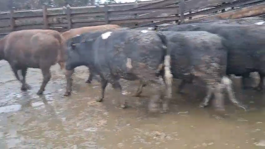 Lote 20 Vaquilla Gorda en Los Ángeles, VIII Región Biobío