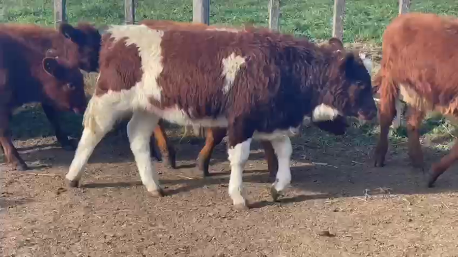 Lote 9 Terneros HEREFORD a remate en PANTALLA CAMY 130kg - , San José