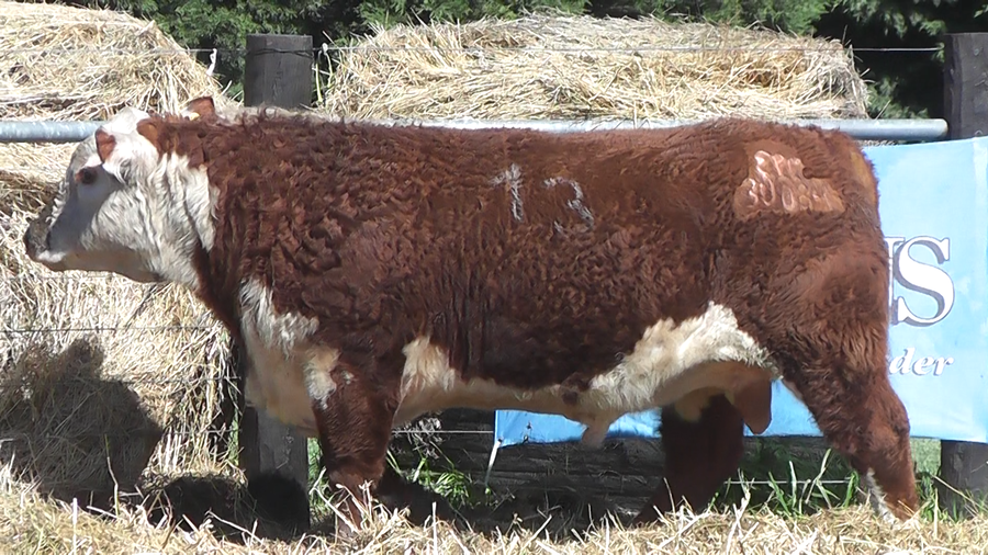 Lote TOROS P. HEREFORD PURO REGISTRADO