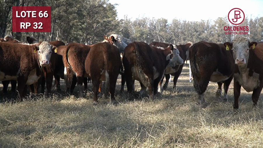 Lote VAQUILLONA PR PREÑADA PARICIÓN PRIMAVERA