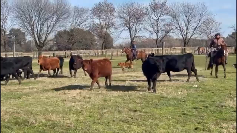 Lote 18 Vacas C/ gtia de preñez