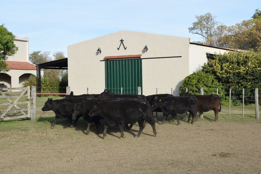 Lote CABAÑA “COEMBOTÁ” de Calderón Vientres Generales Negras Preñadas