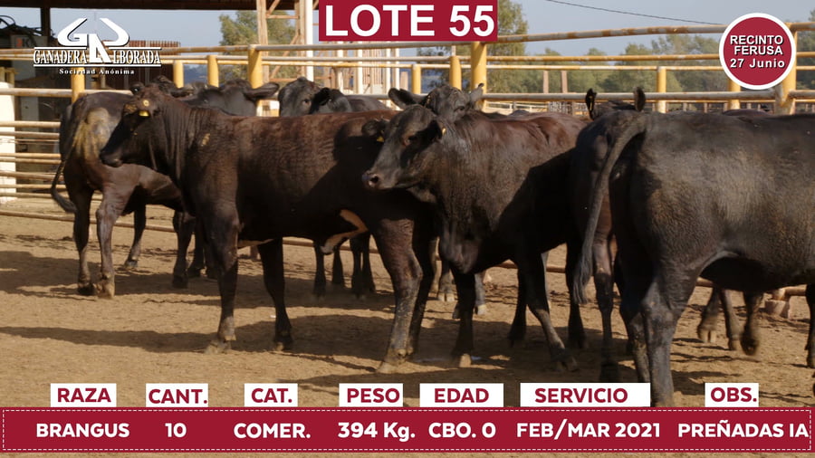 Lote Reproductores de Alborada - Lote 55