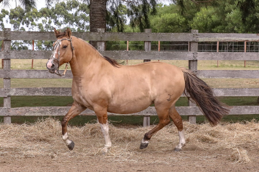 Lote FEDERAL PINILLA