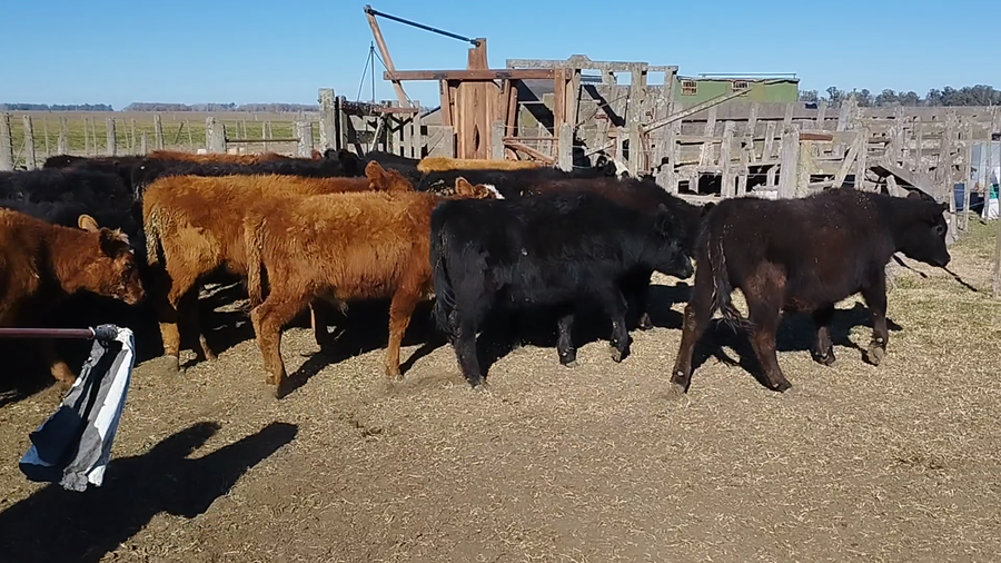Lote 115 Terneros/as