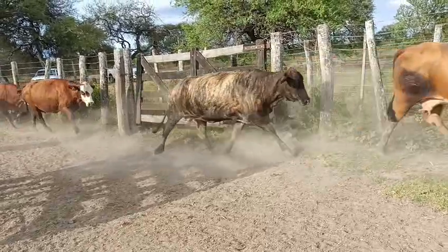 Lote 50 Vacas de invernar