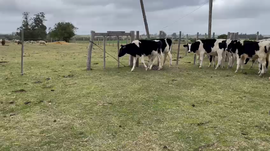 Lote 16 Terneros Holando