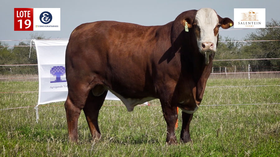 Lote LOTE 19 - TOROS BRAFORD NO. 52