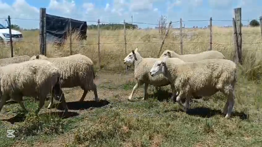 Lote OVEJAS