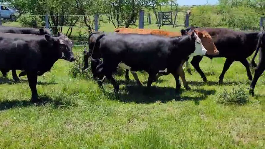 Lote 35 Terneros/as en Villaguay, Entre Ríos