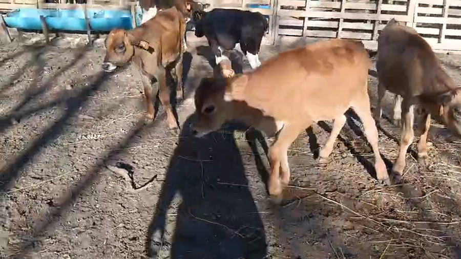 Lote 5 Terneros a remate en Pantalla Camy - Aniversario 31 Años 80kg - , San José