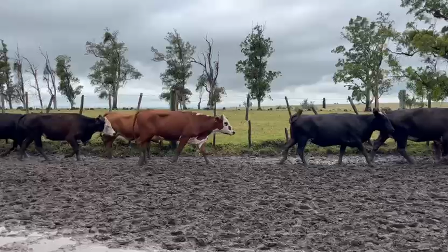 Lote VACAS PREÑADAS