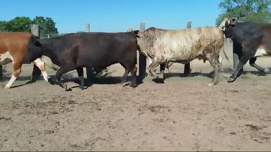 Lote 47 Vacas faena