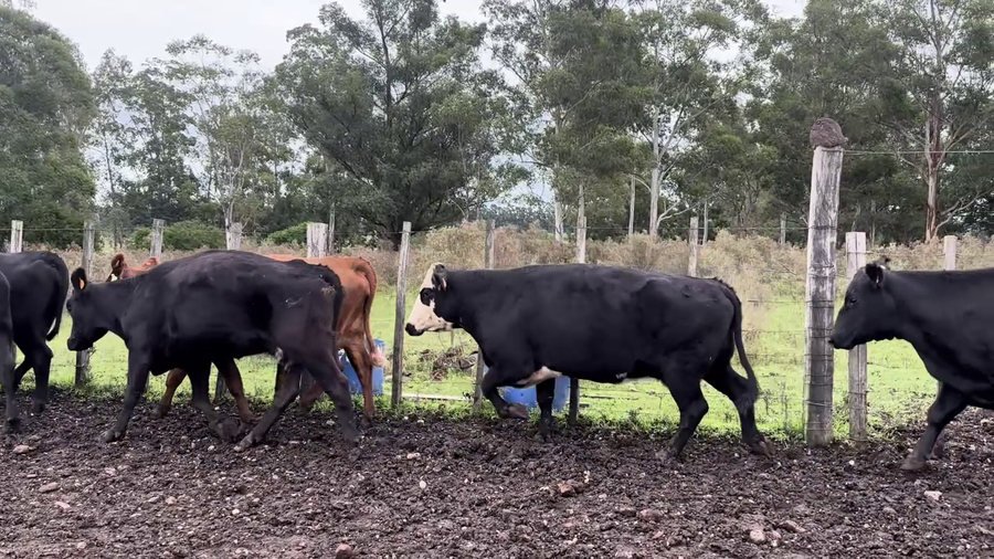 Lote VACAS DE INVERNADA