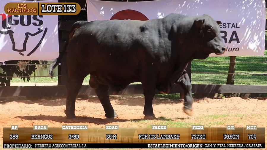 Lote LOTE 133 - VIVO