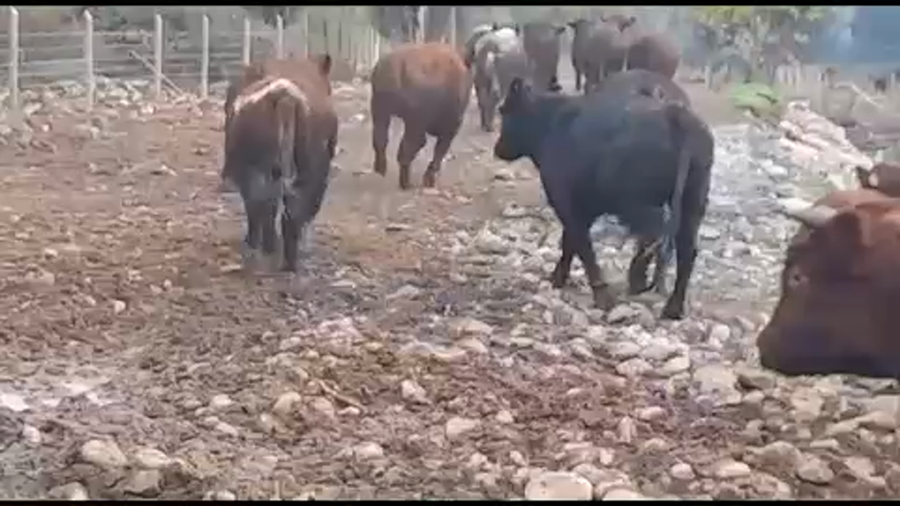 Lote 45 Novillo Gordo en San Clemente, VII  Región Maule