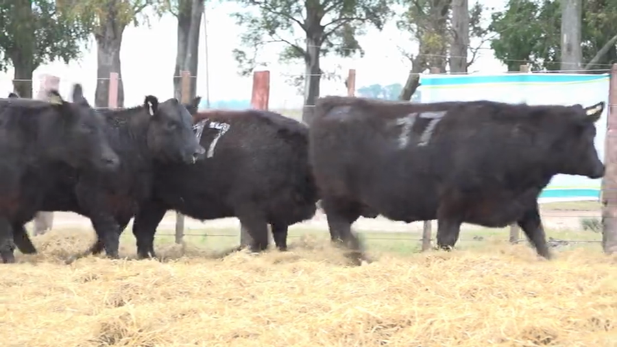 Lote Vaquillas Preñadas Tres Molinos