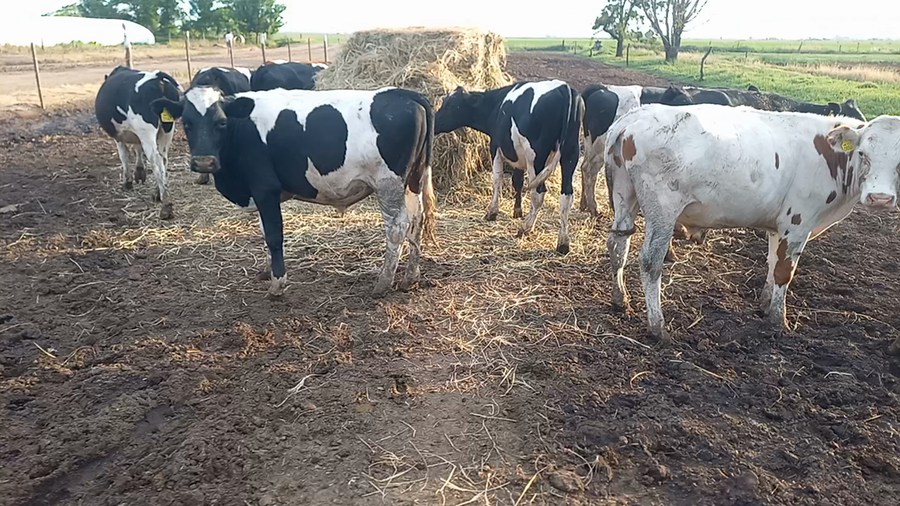Lote 12 Novillitos Holando Argentino en Fidela, Santa Fe