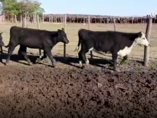 Lote 70 Terneras de 195Kg en Rufino, Santa Fe
