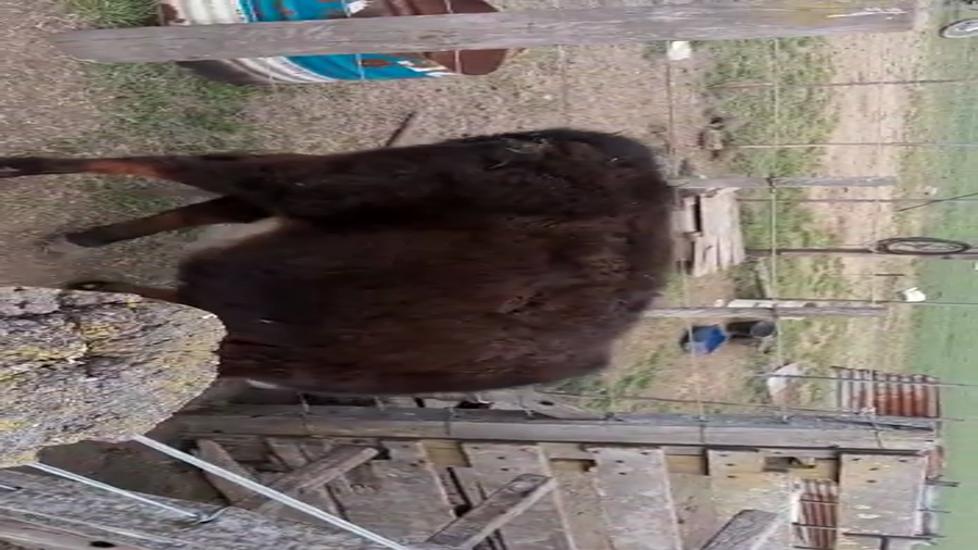 Lote 4 Terneras en Buenos Aires, Gral. Lamadrid