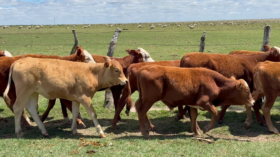 Lote 80 Terneros/as en Corrientes, Mercedes