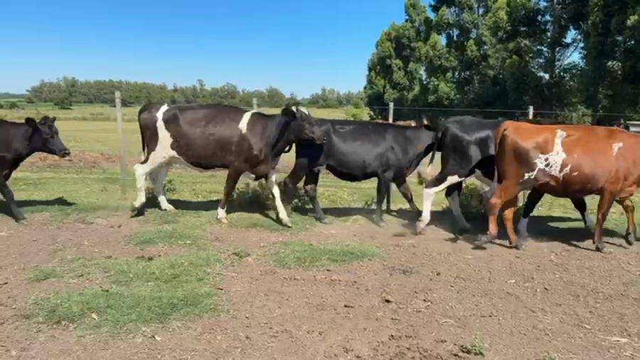 Lote VAQUILLONA PREÑADAS