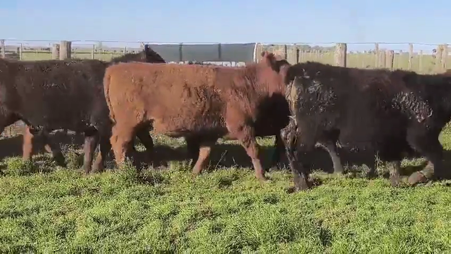 Lote 22 Novillitos en Olavarria