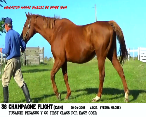 Lote CHAMPAGNE FLIGHT (CAN)