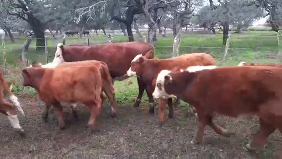 Lote 26 Terneros Braford en Helvecia, Santa Fe