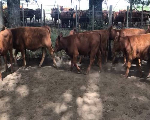 Lote 64 Terneras en Espartillar, Buenos Aires