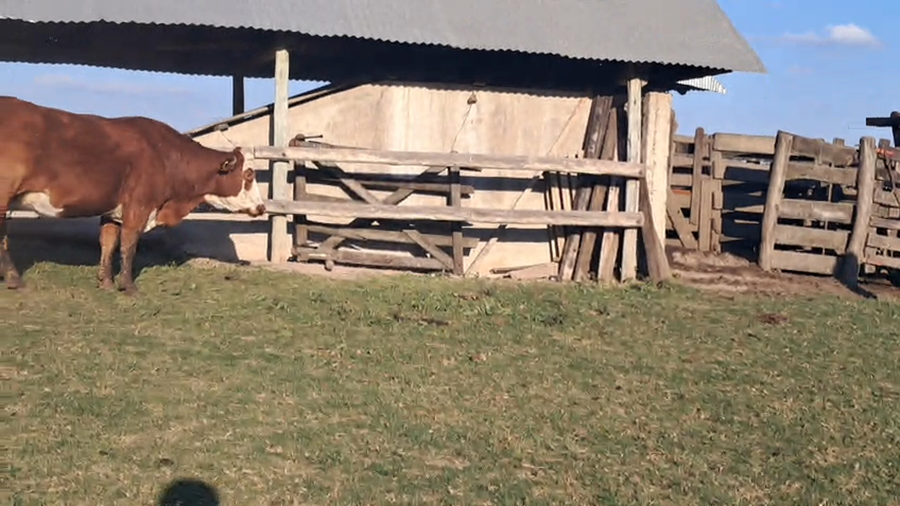 Lote 45 Vaquillonas C/ gtia de preñez en Corrientes, Perugorría