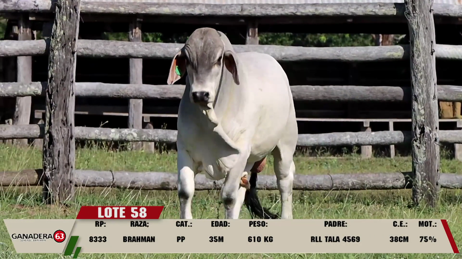 Lote LOTE 58