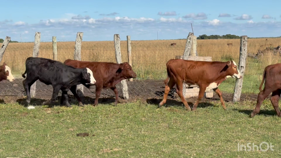 Lote 123 Terneros en Corrientes, Concepción