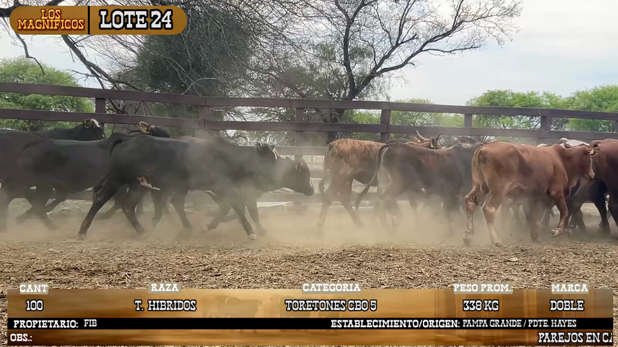 Lote LOTE 24