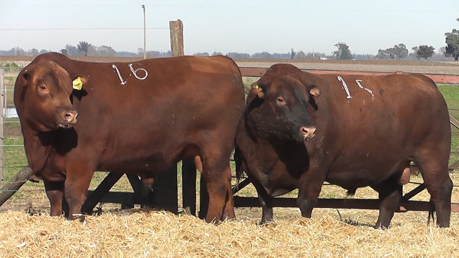 Lote Toros PC Colorado