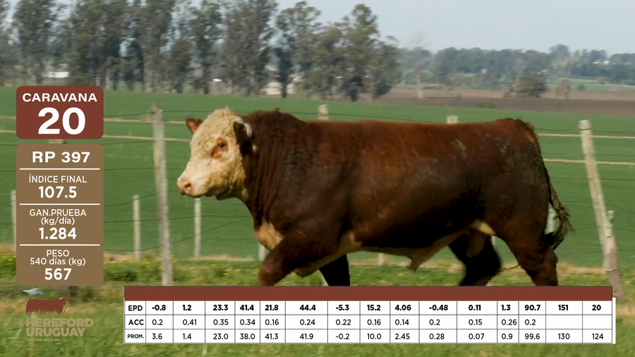 Lote Caravana 20 "Carlos Asuaga Requena"