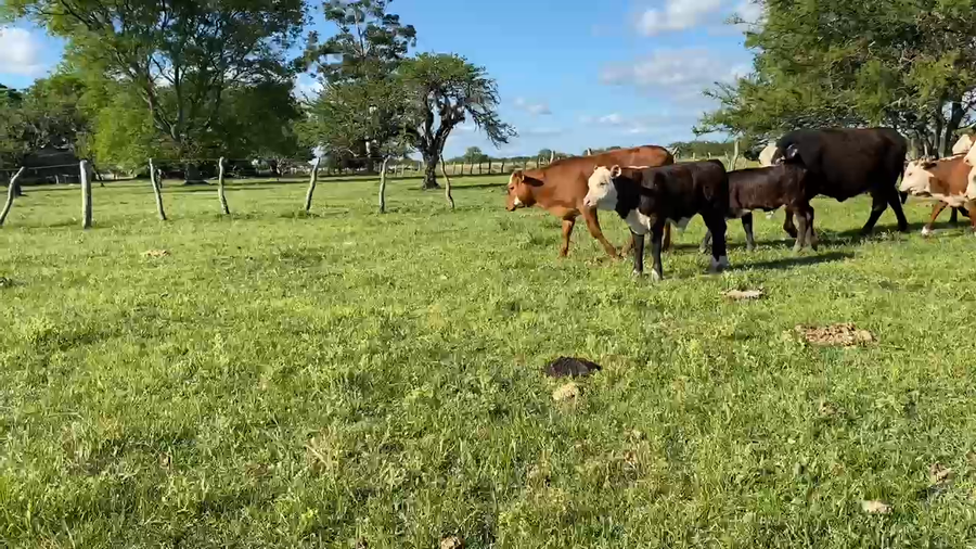 Lote 200 Vacas CUT con cría