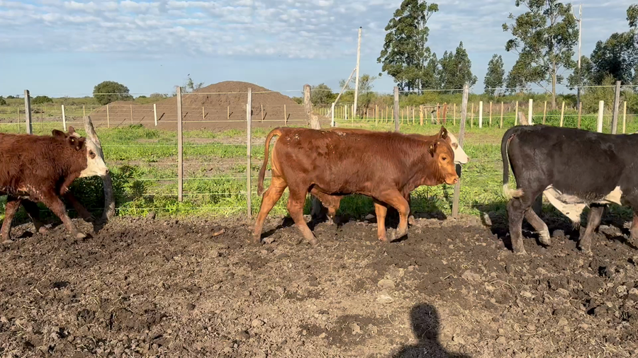 Lote 105 Terneros