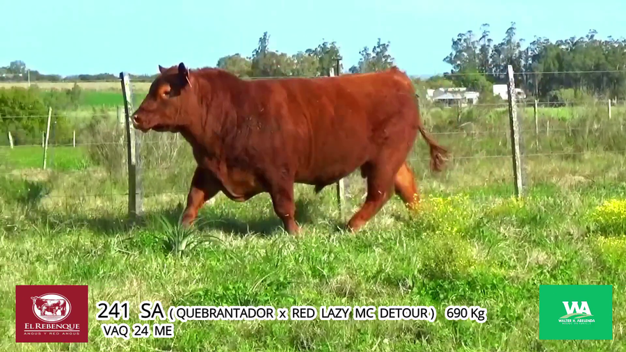 Lote Toros a remate en Angus el Rebenque  en Asociación Rural de Florida