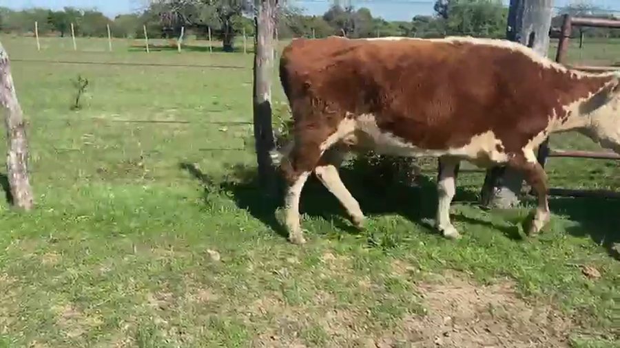 Lote 25 Vacas de invernar en Corrientes, Curuzú-Cuatiá