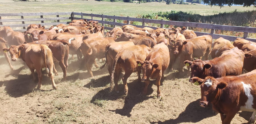 Lote 60 Vaquilla Engorda en Futrono, XIV Región Los Ríos