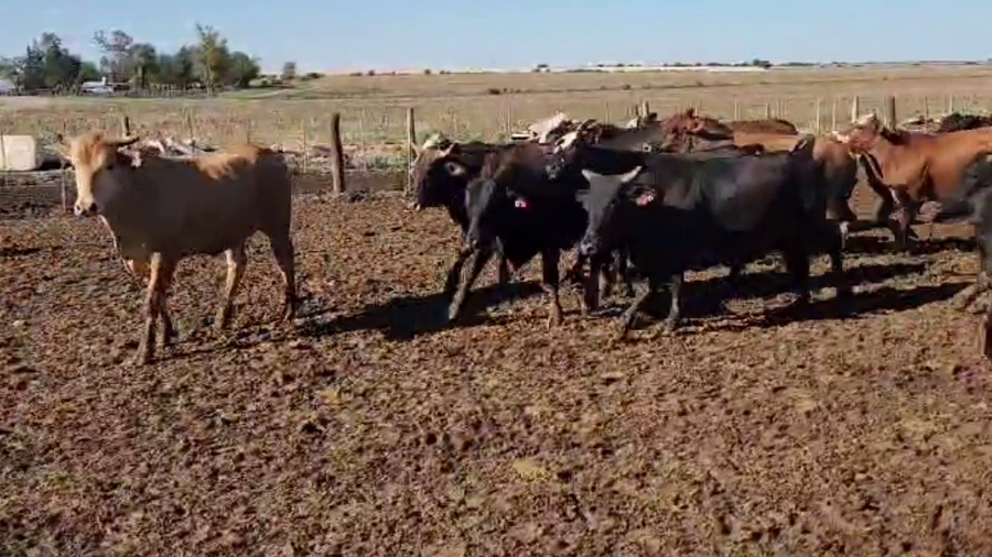 Lote 190 Novillitos en Villa del Totoral, Córdoba