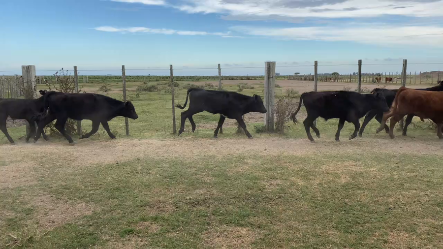 Lote 170 Terneros enteros en Treinta y Tres