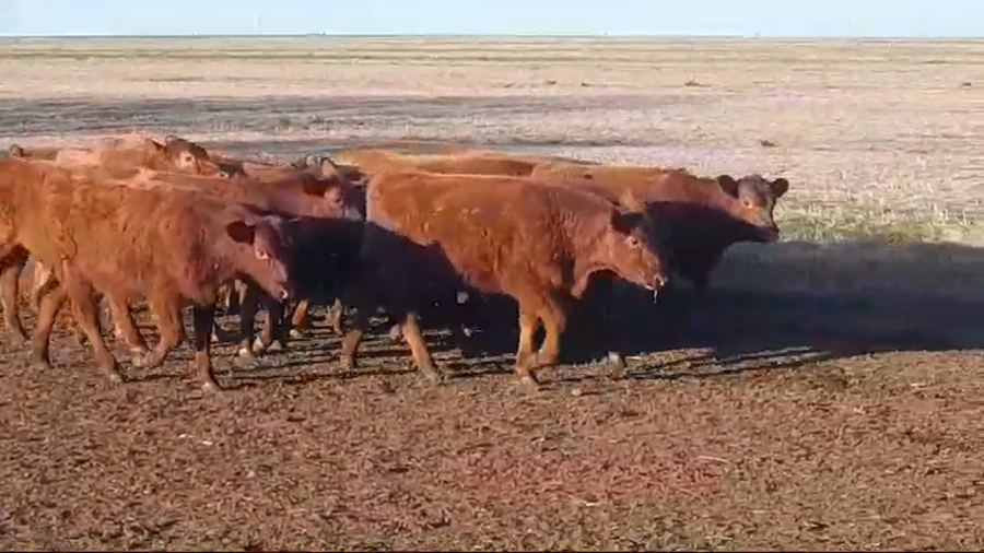 Lote (Vendido)16 Terneras ANGUS/ BRA/ LIM - COLORADAS a remate en #47 Pantalla Carmelo 190kg -  en COSTAS DE VACA