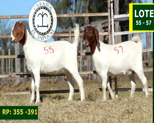 Lote CAPRINOS HEMBRAS 52