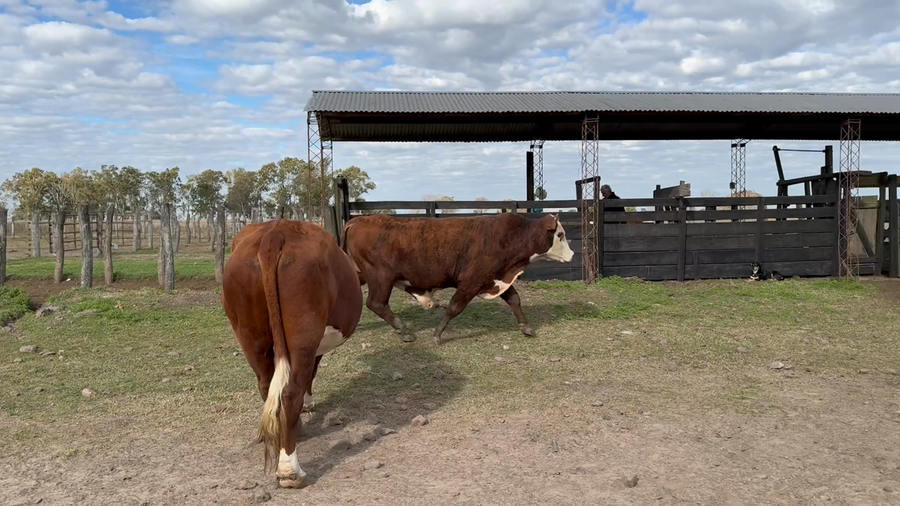 Lote 2 Toros en Corrientes, Mariano I. Loza