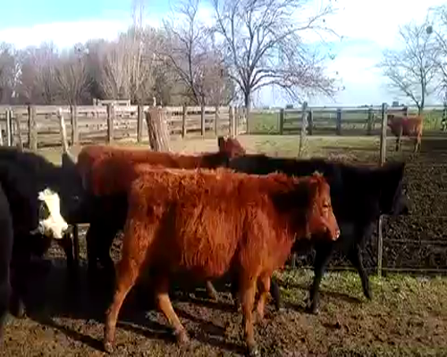 Lote 50 Terneras de 170Kg en Estacion Ferrari, Buenos Aires